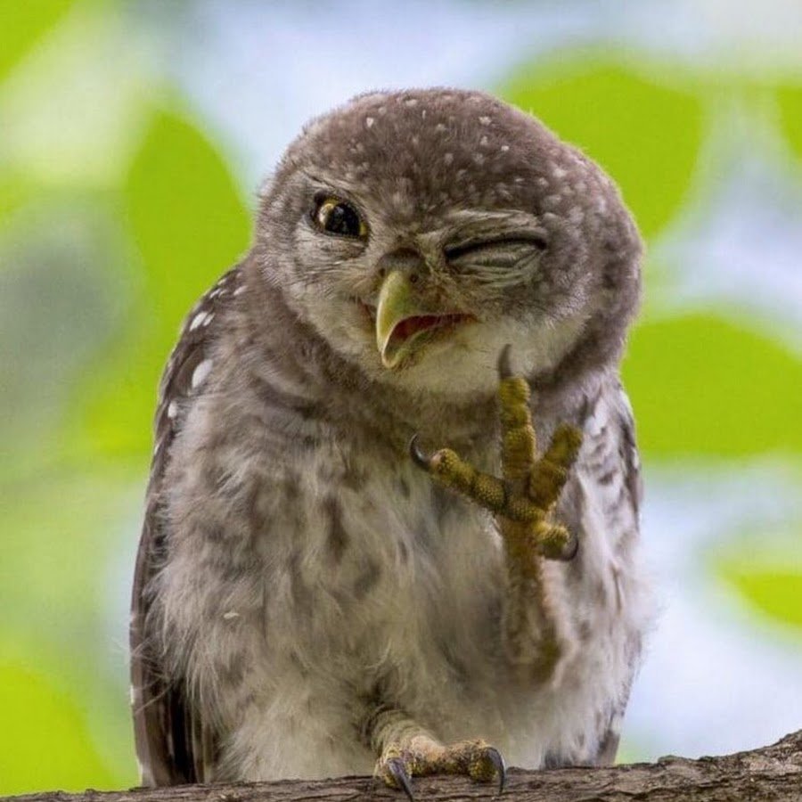 Смешные Совы
