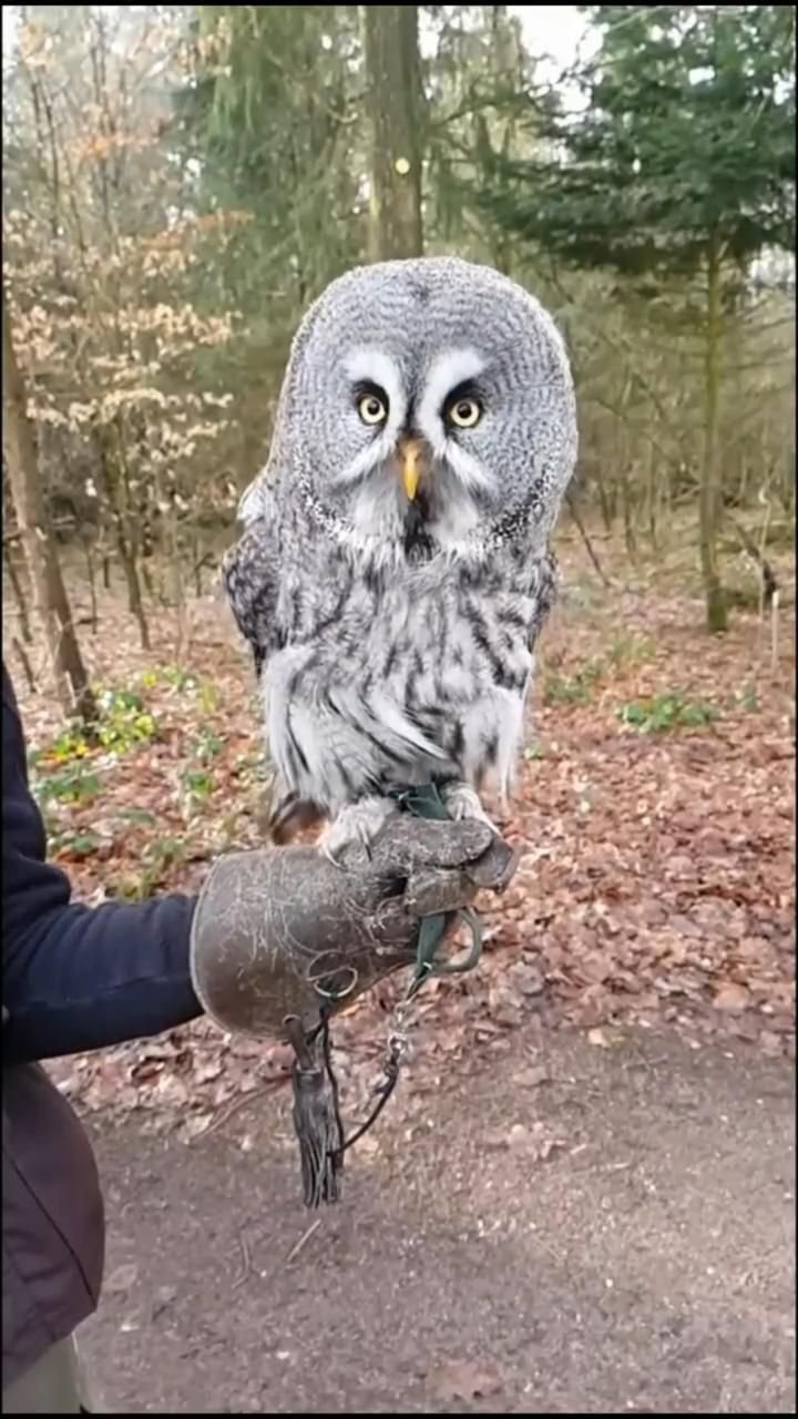 Я же на работу ноженьки несу Сова