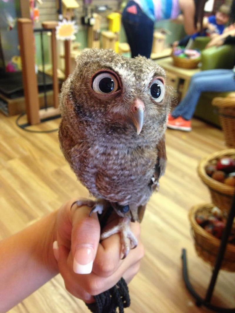 Гнездо Сипухи