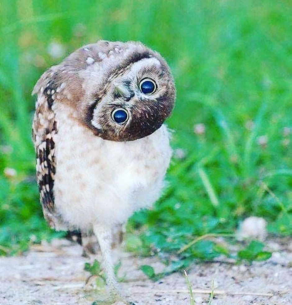 Укуренная птичка