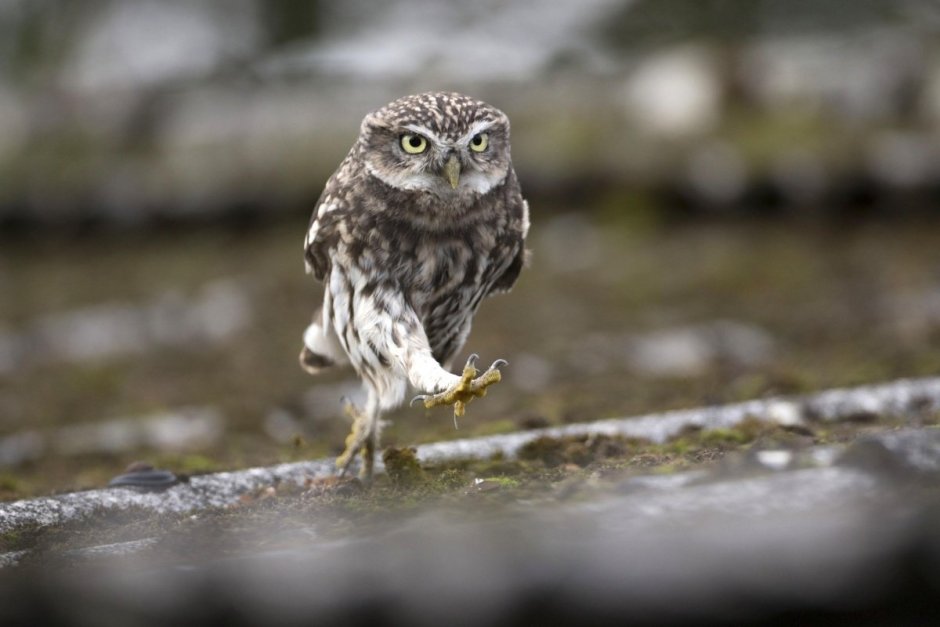 Видео прикол с совой с палкой