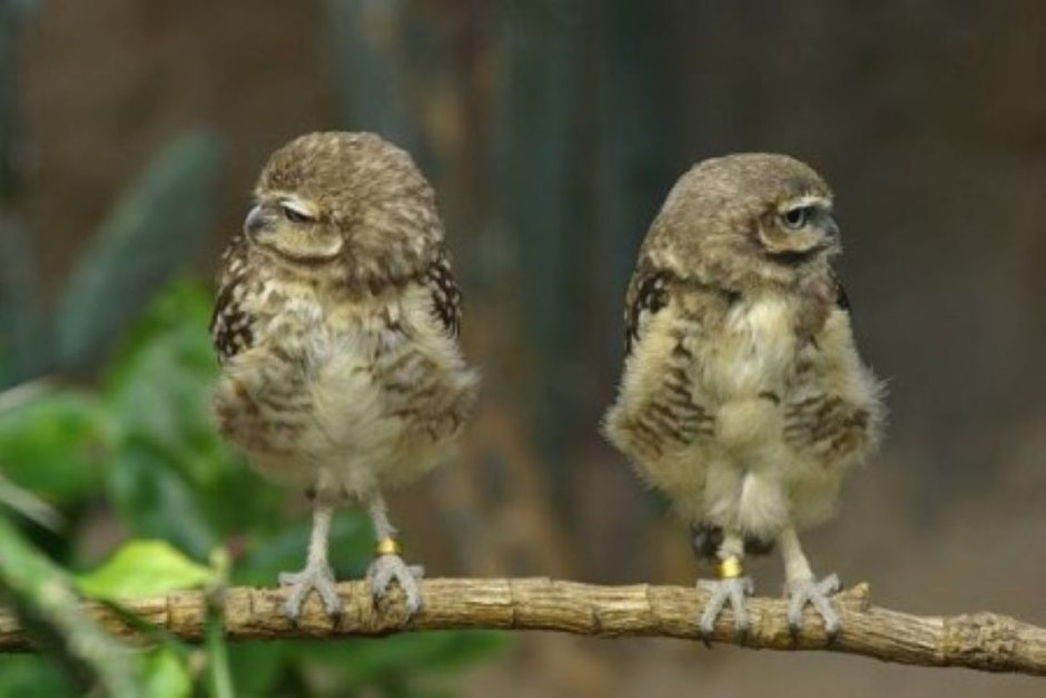 Стикеры с совушкой