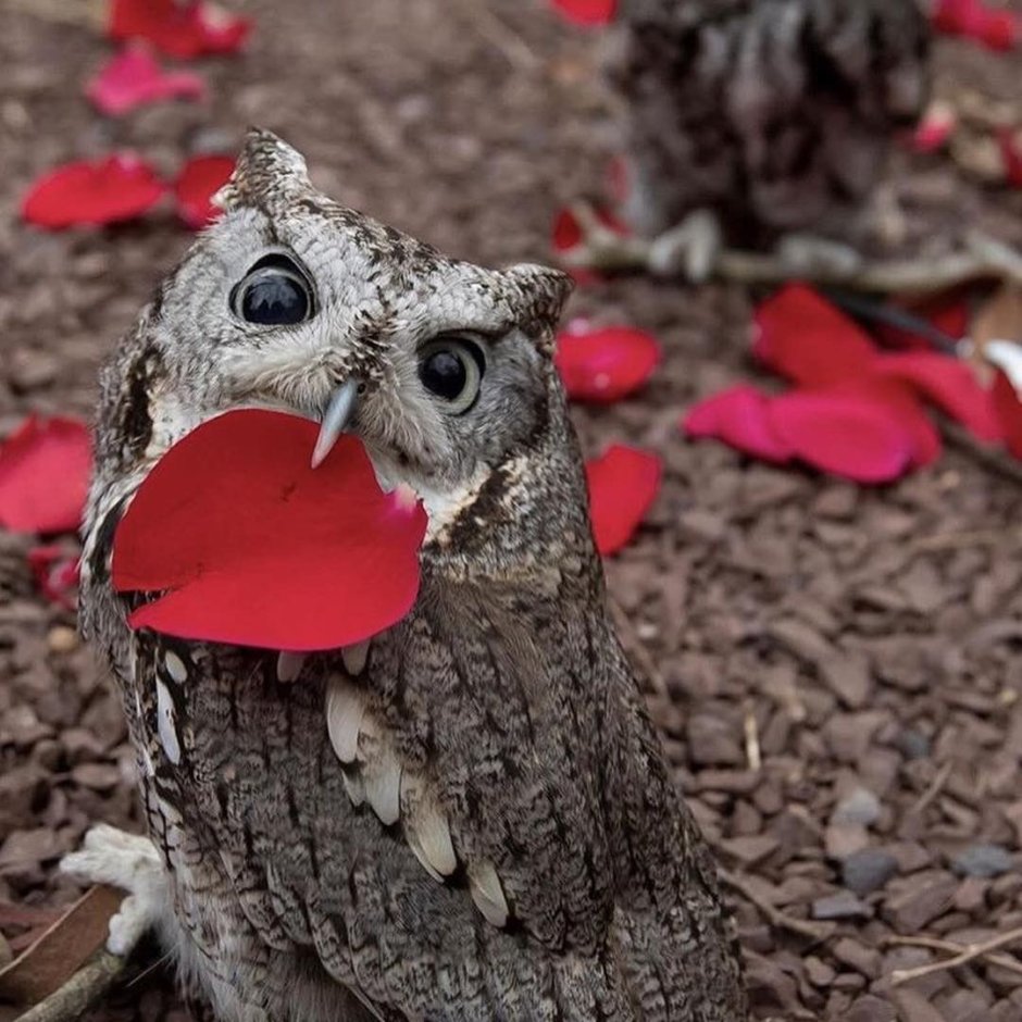 Сова Капуша