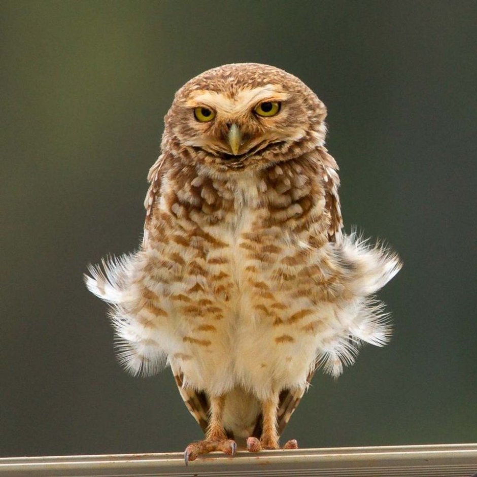 Пухлая Сова