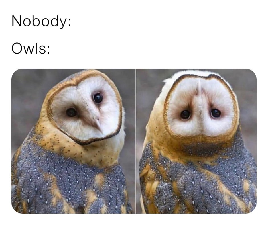 Камера Сова Мем