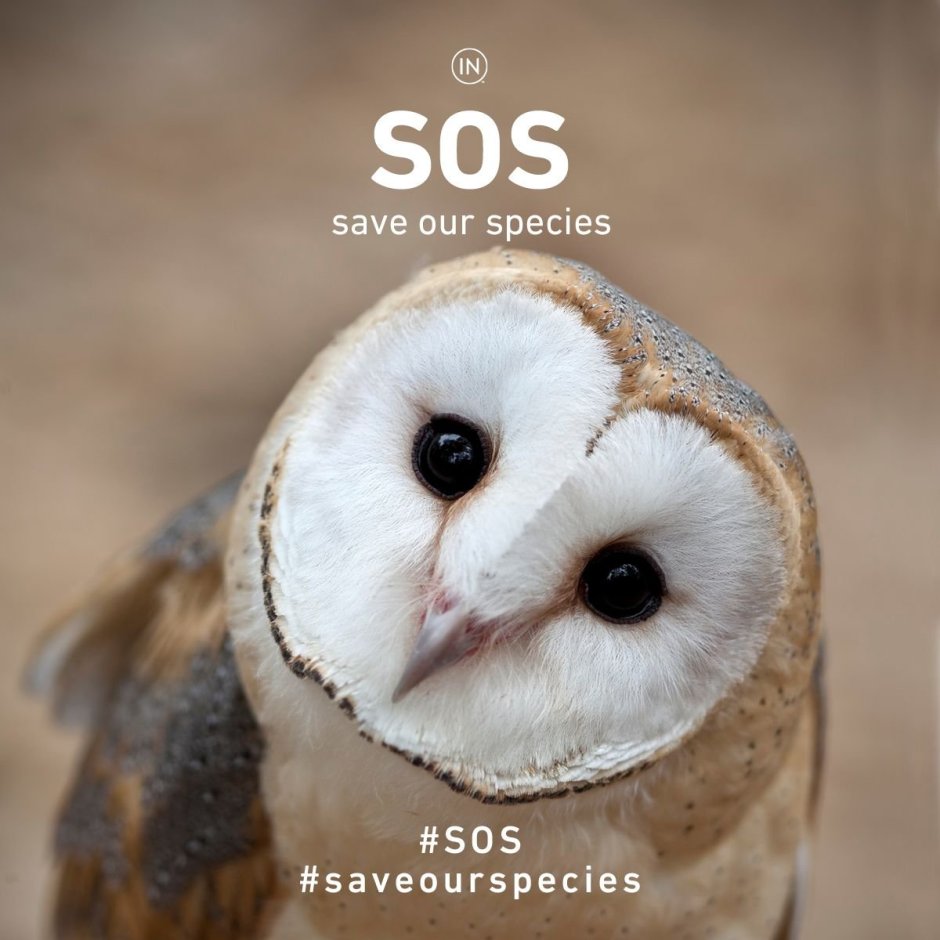 Картинки Совята Детёныши Эстетика