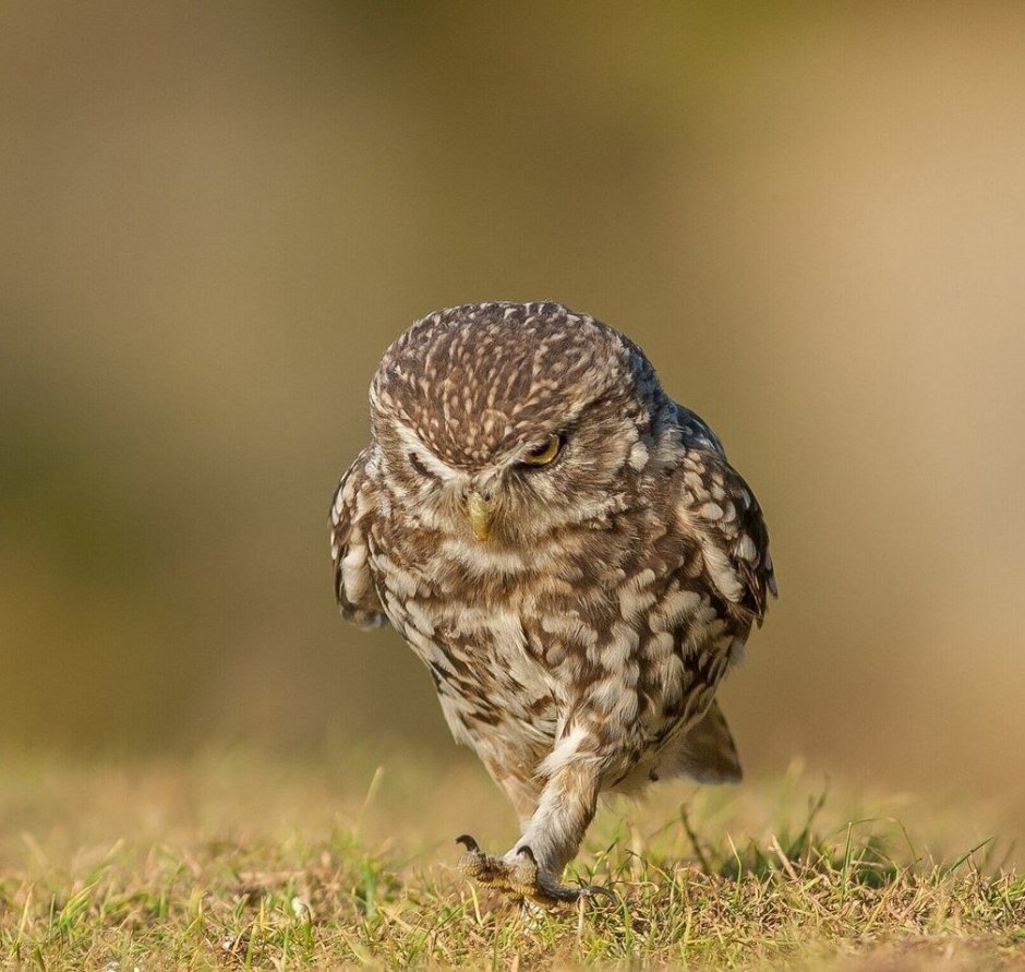 Добрая Сова