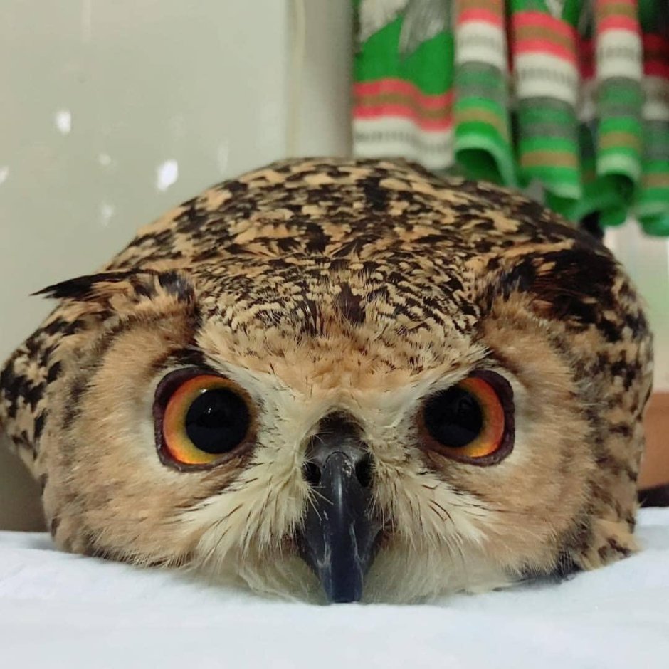 Филин улыбается