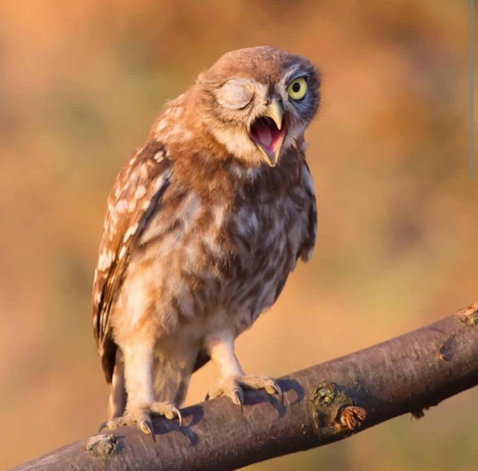 Четыре Совы