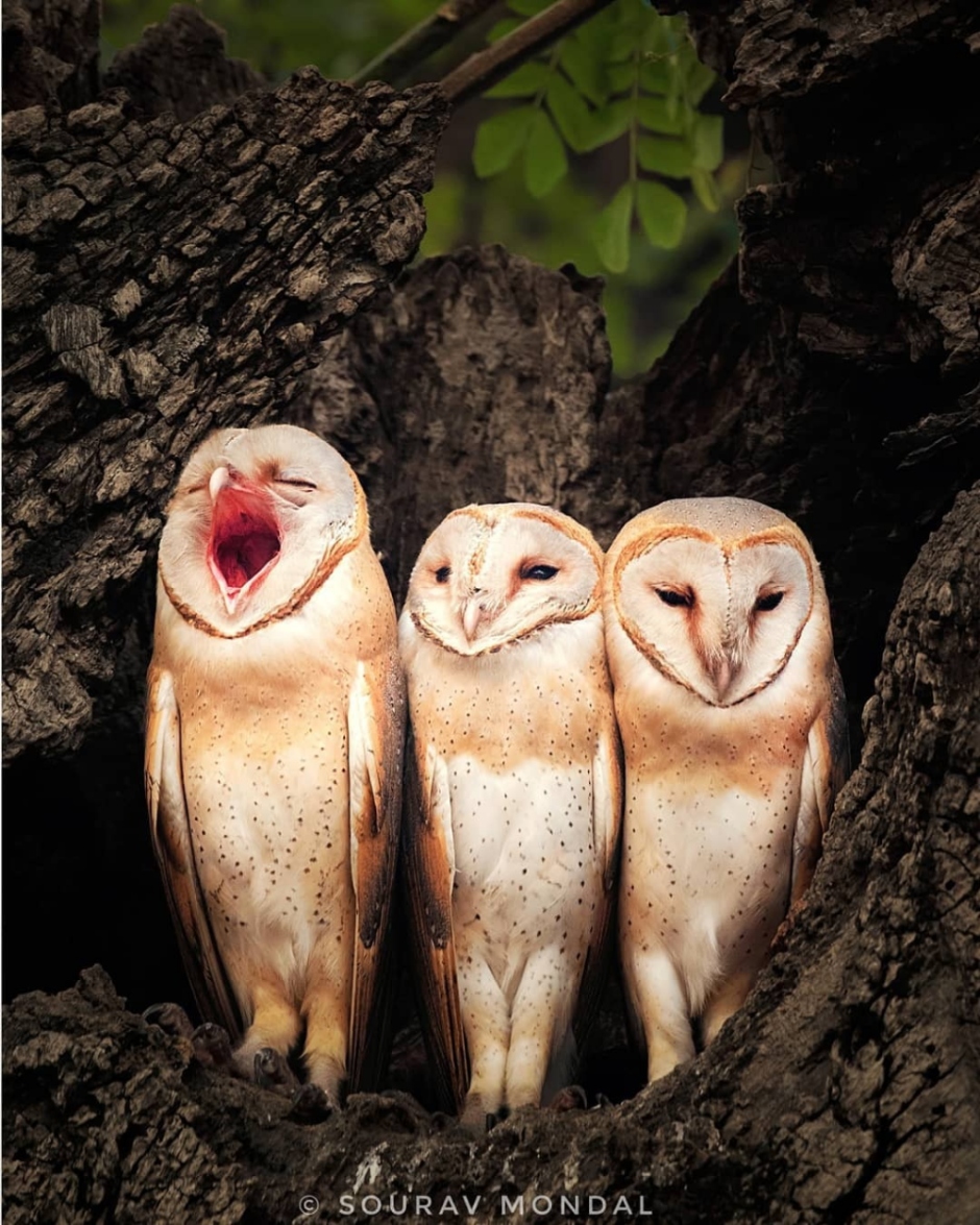 Смешная Сова рисунок