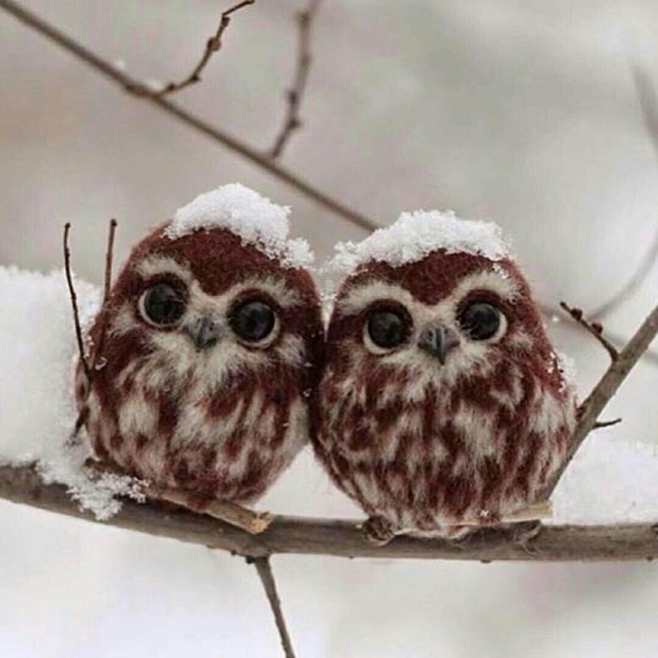 Три смешные Совы