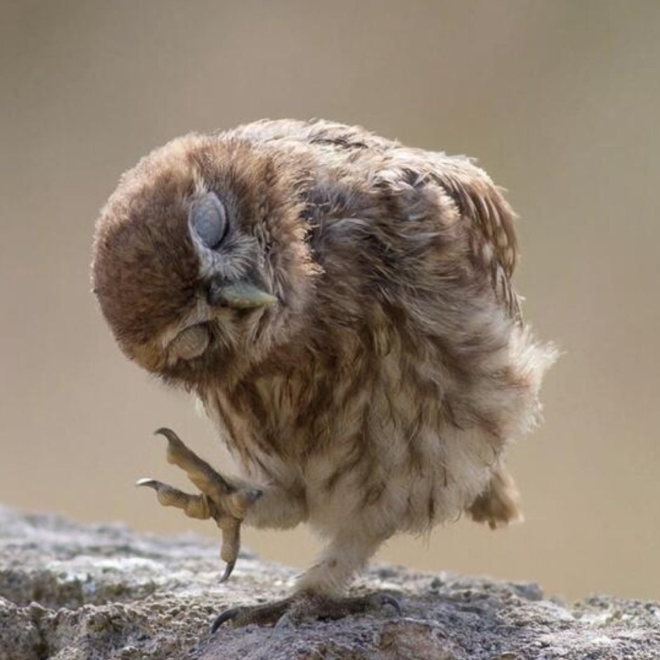 Милая Сова рисунок коллекция