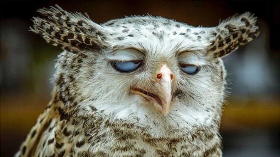 Смешные птички на ветке