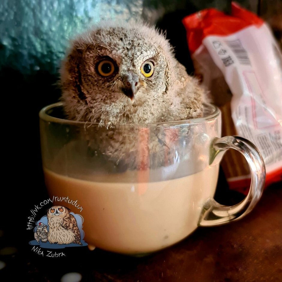 Сова в шапке