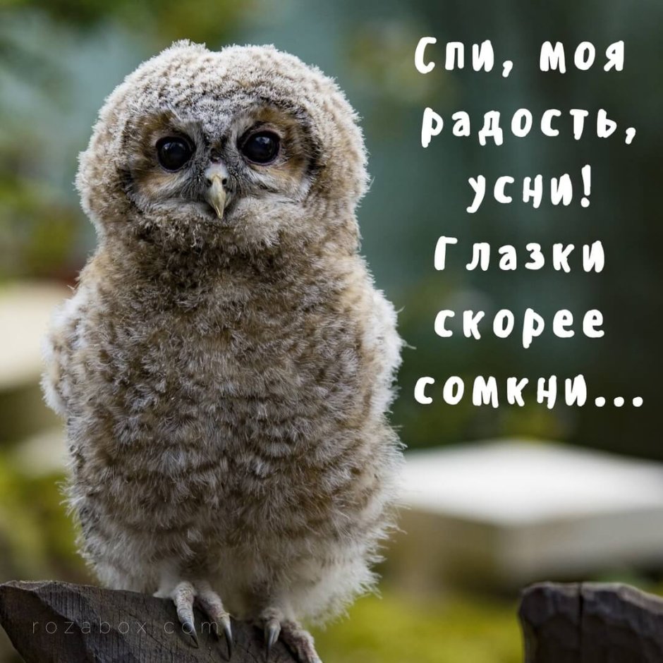 Инга Пальцер Совы