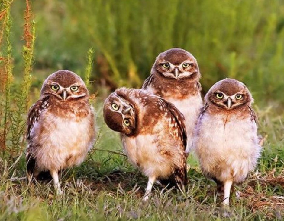 Совята мультяшные