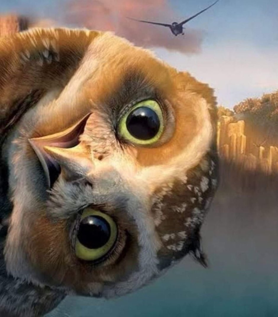 Демотиваторы с совами смешные