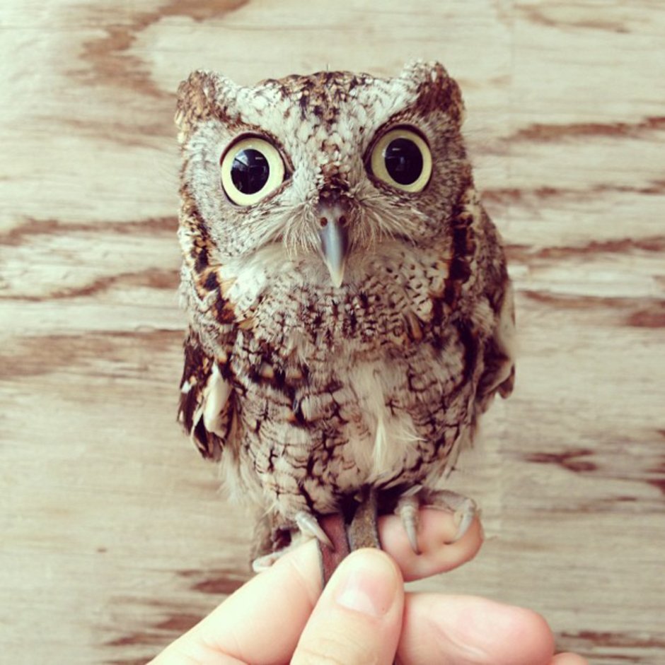 Полярная Сова ест Зайцев