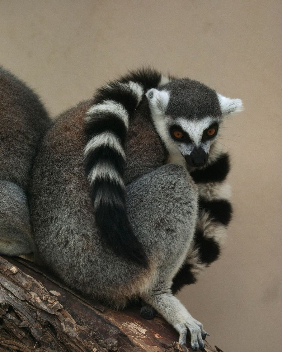 Коати Мексика