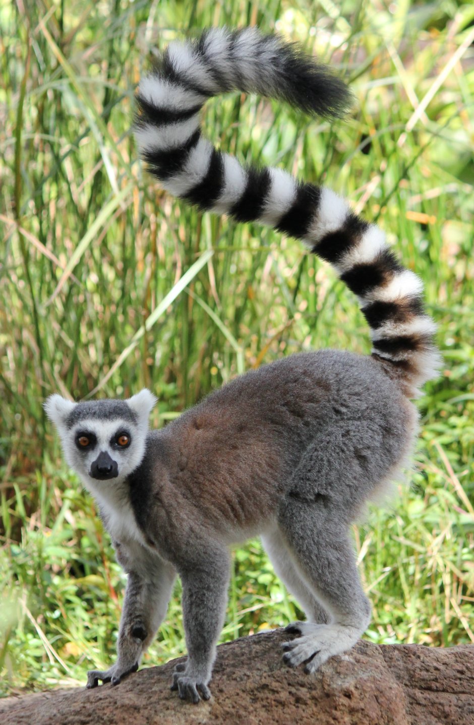 Bassariscus astutus