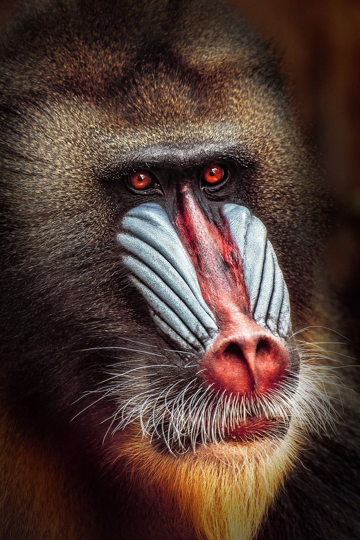 Мандрил и гамадрил