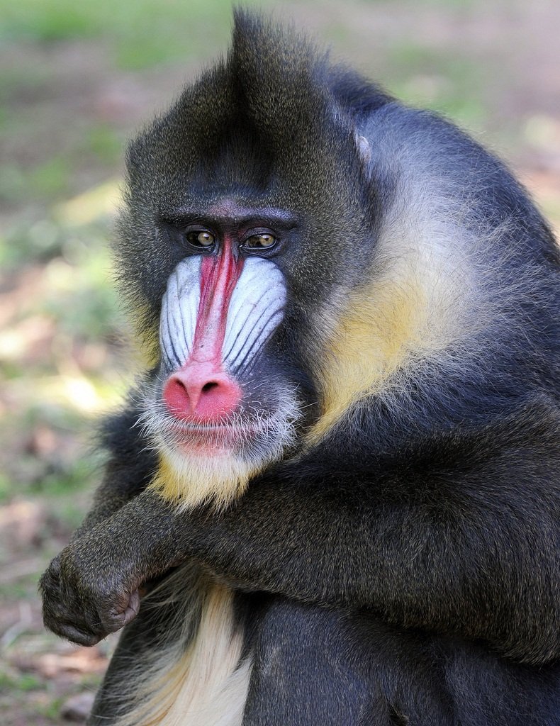 Мандрил самка