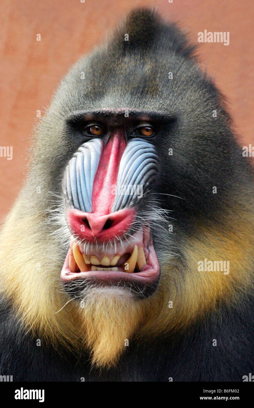 Тенистый Мандрил