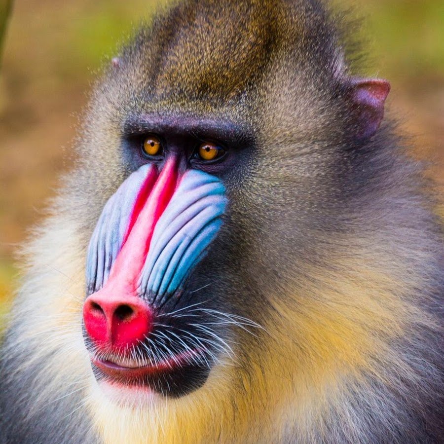 Павиан Мандрил