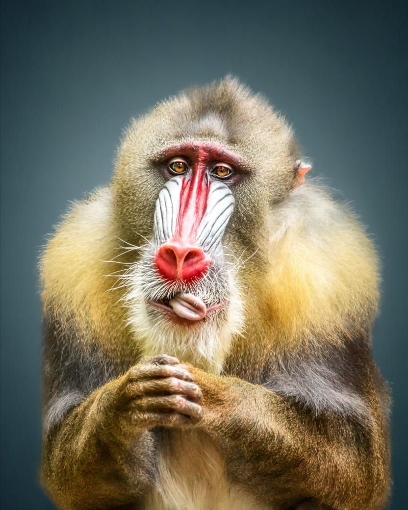 Мандрил клыки