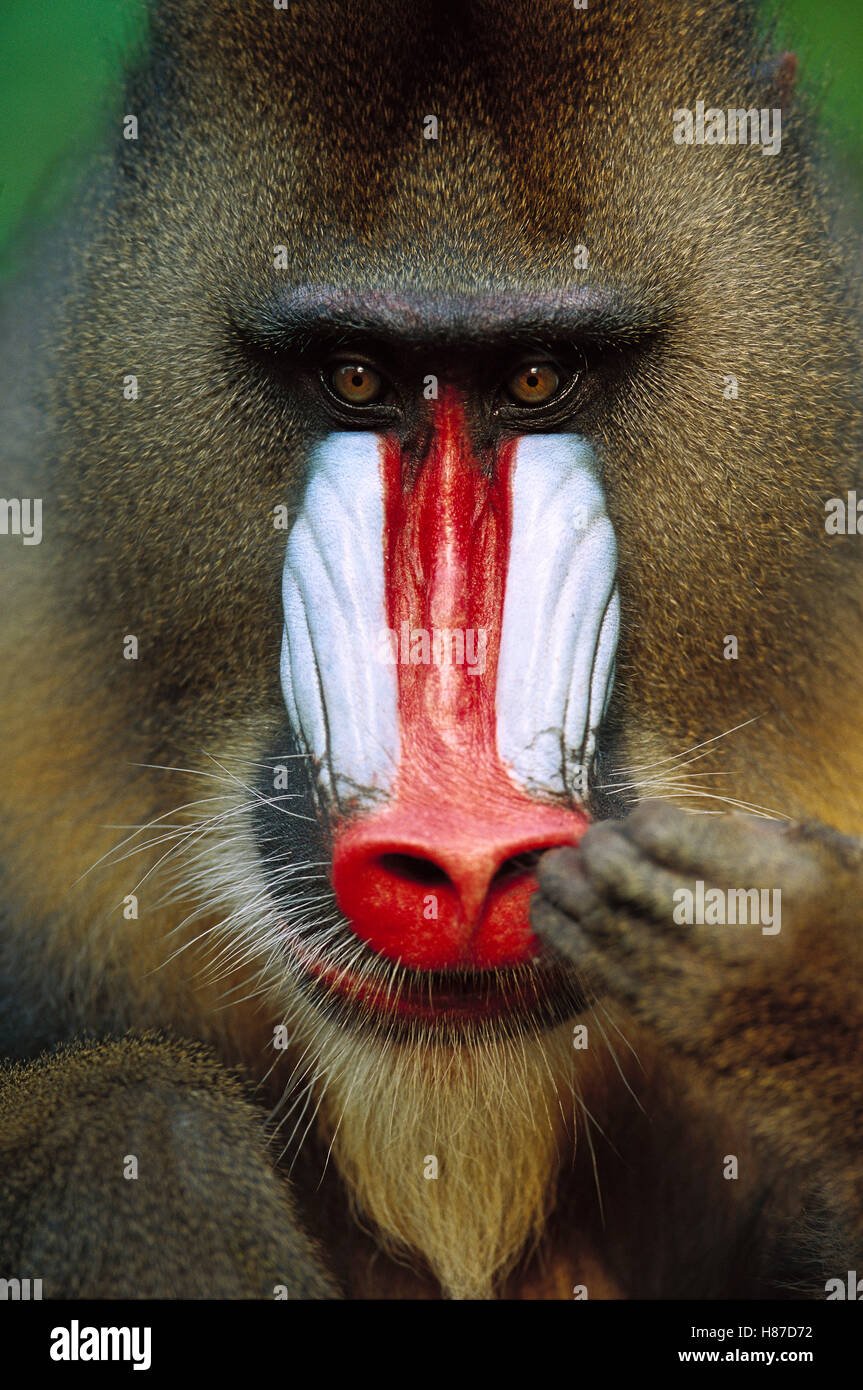 Павиан по имени Джеки