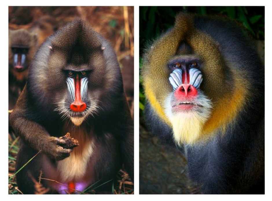 Грозный Мандрил