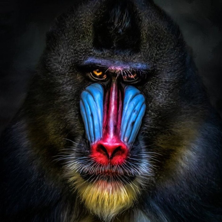 Planet Zoo Мандрил