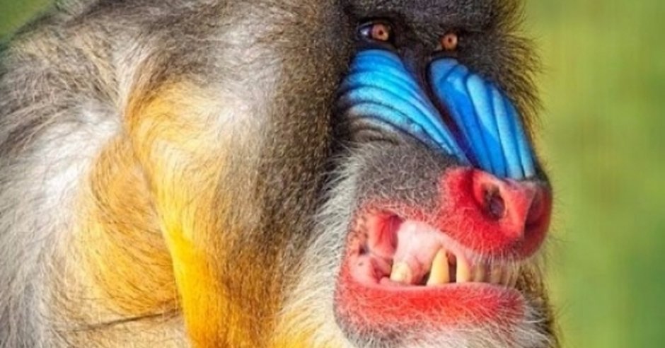 Мандрил и дрил