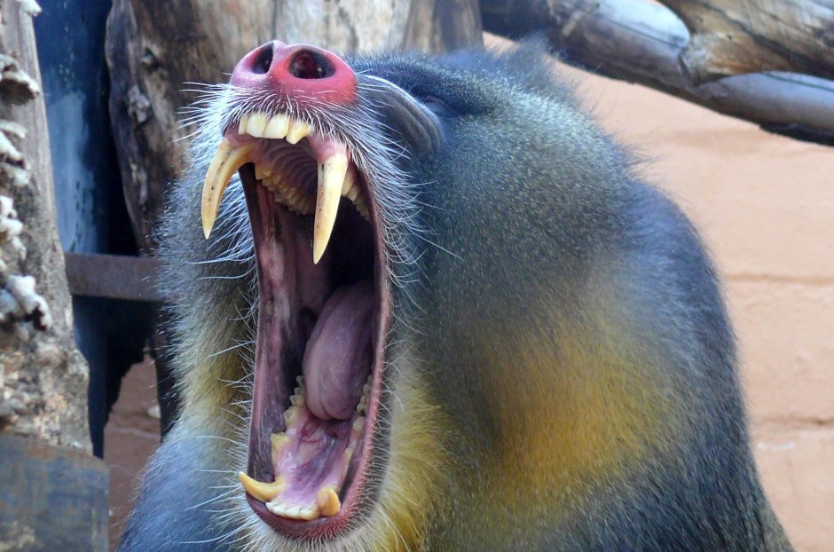 Павиан Мандрил