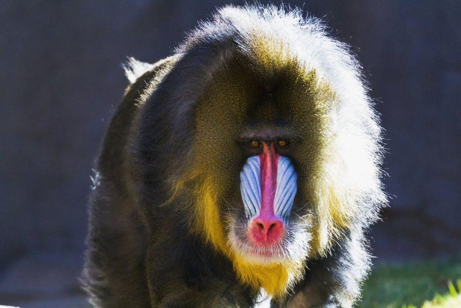 Обезьяна с красным носом