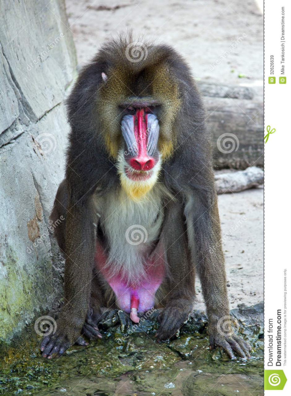 Weird n Wild creatures Kappa