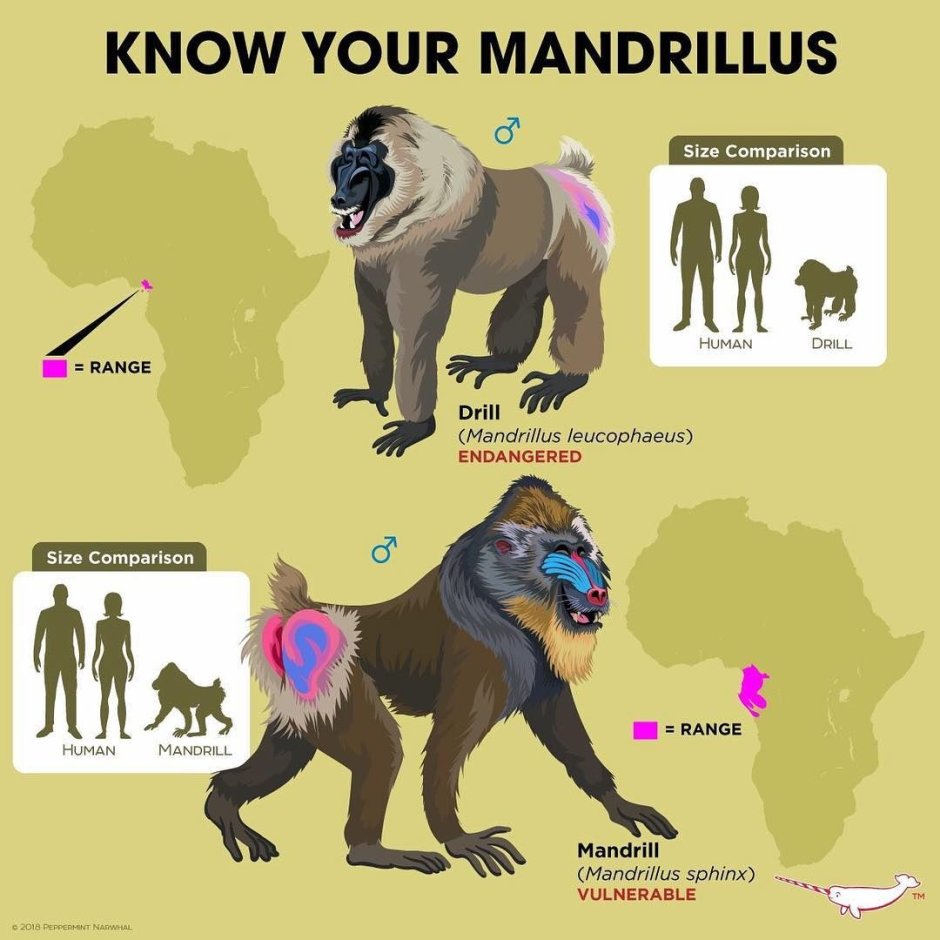 Король Лев Бабуин Рафики