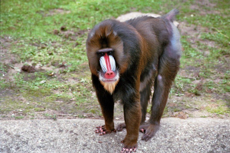 Мандрил клыки