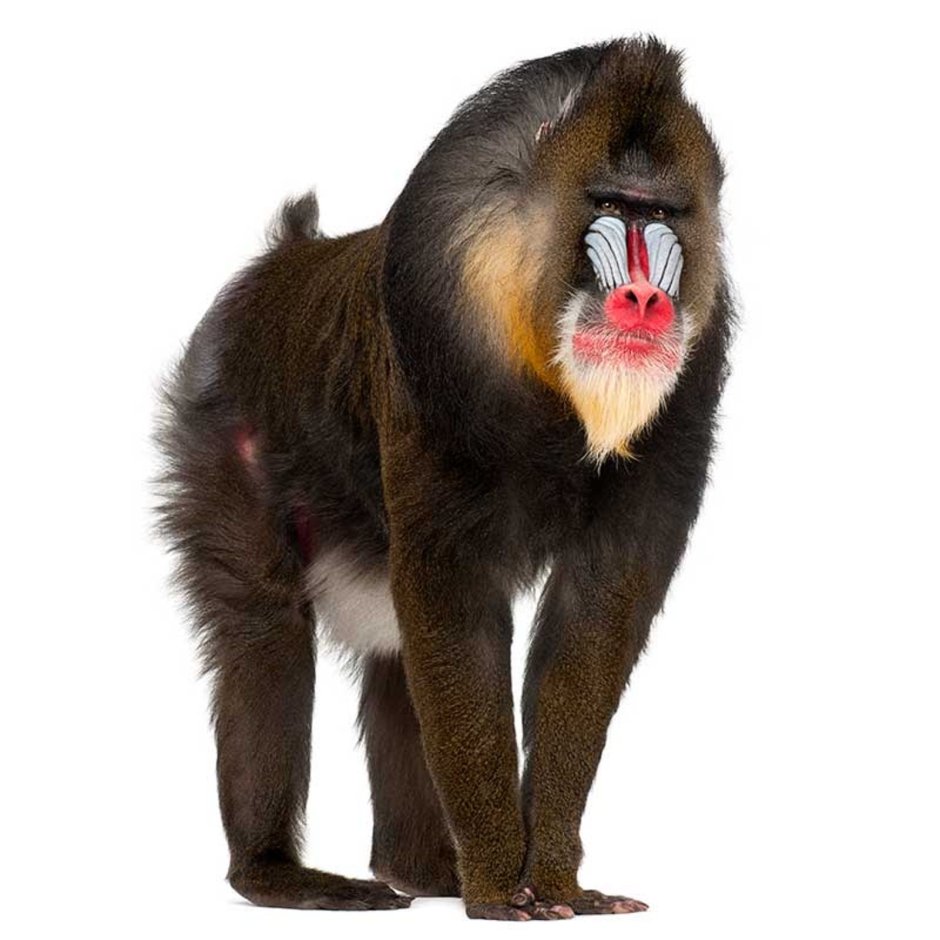 Мандрилы фильм Джуманджи