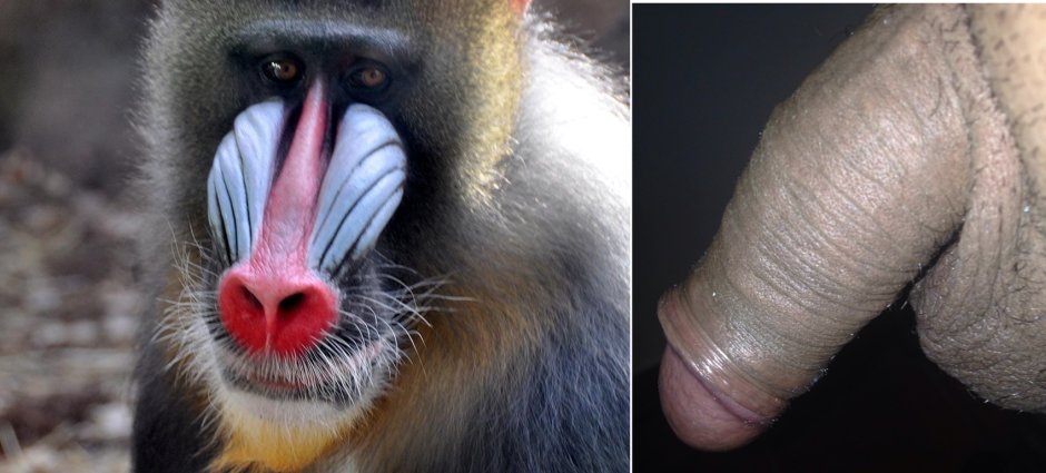 Западноафриканский Мандрил