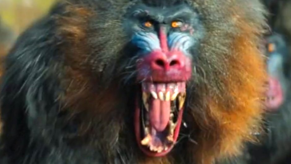 Мандрил на белом фоне