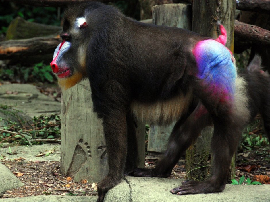 Мандрил сравнение с человеком