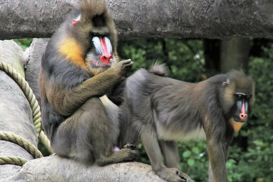 Мандрил оскал