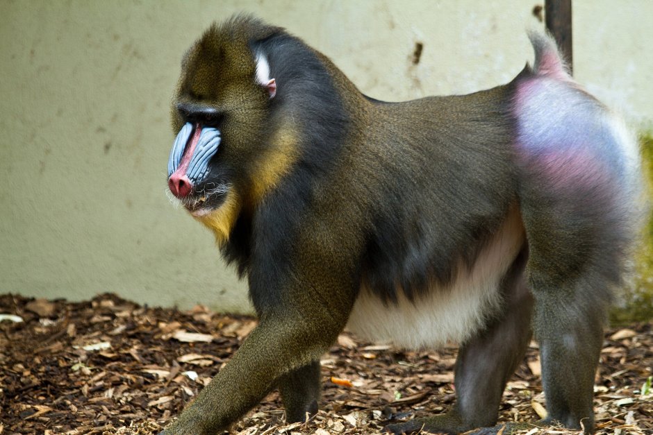 Мандрил драка