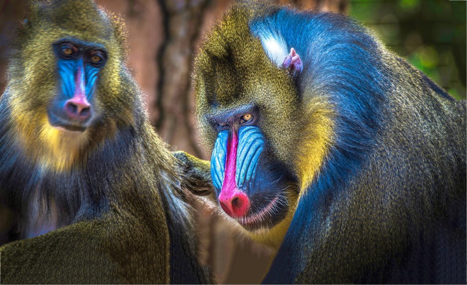 Бабуин Мандрил