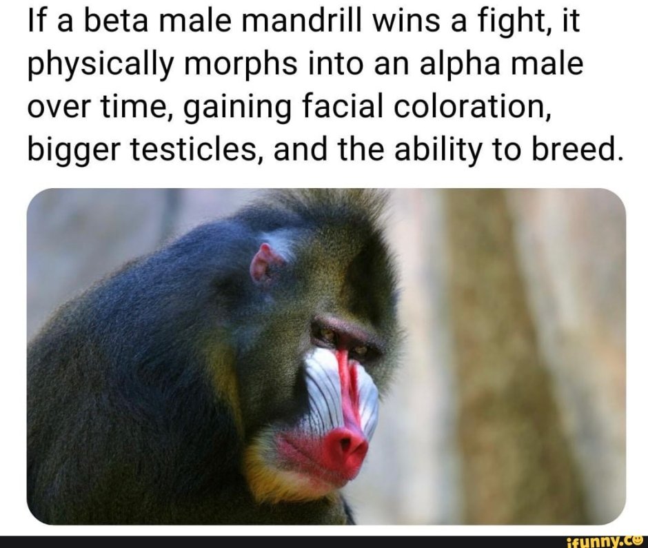 Мандрил сзади