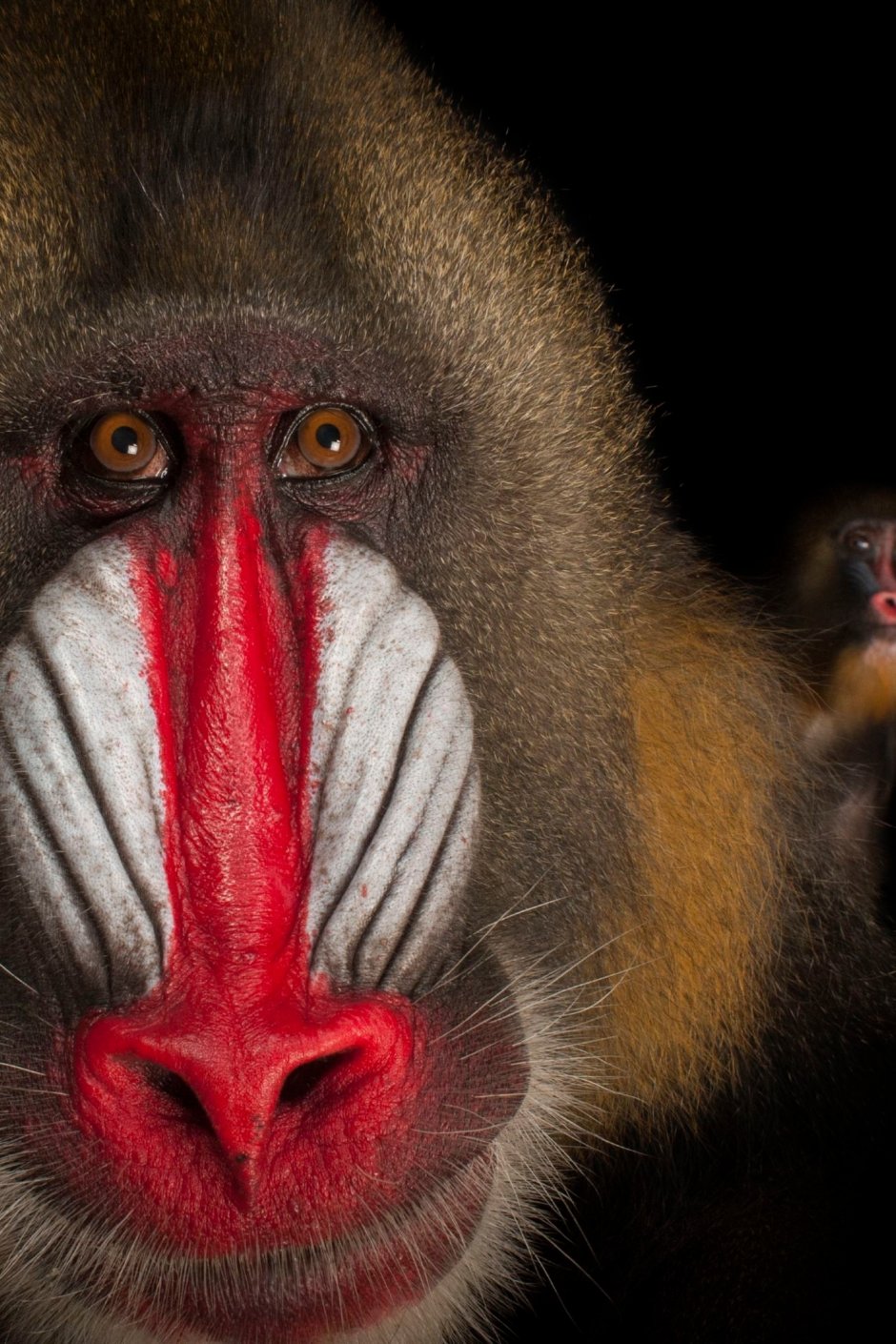 Павиан Мандрил