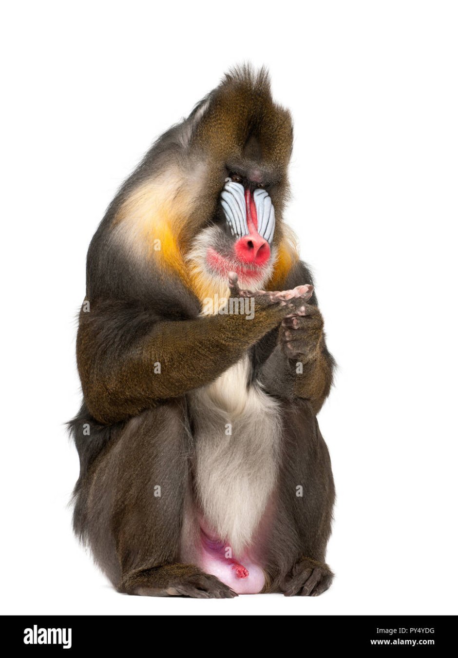 Гамадрил млекопитающие Африки