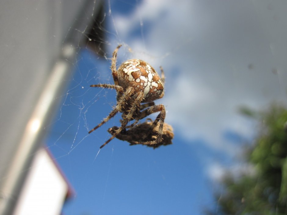 Philodromus SP паук