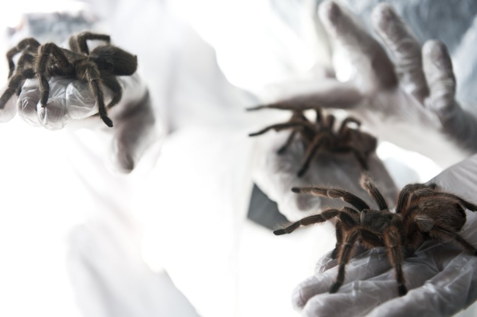Grammostola mollicoma